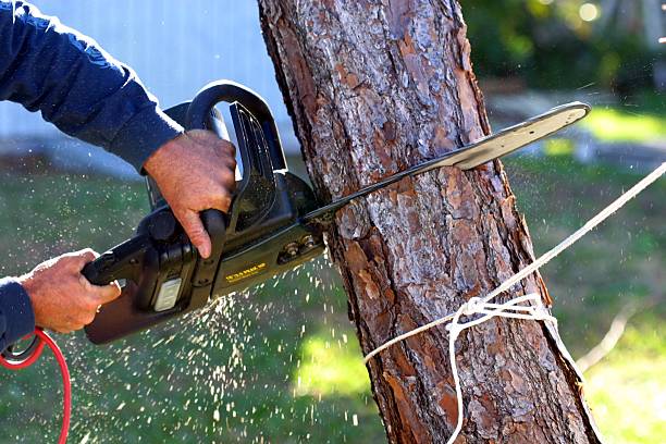 Best Storm Damage Tree Cleanup  in Old Mystic, CT